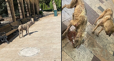 Şanlıurfa'da uyuz hayvan tehlikesi! 