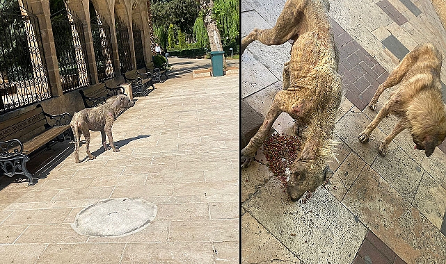 Şanlıurfa'da uyuz hayvan tehlikesi! 