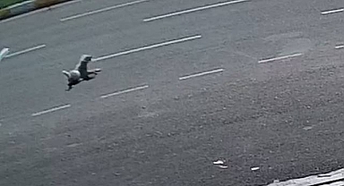 Şanlıurfa polisinden takdir toplayan davranış