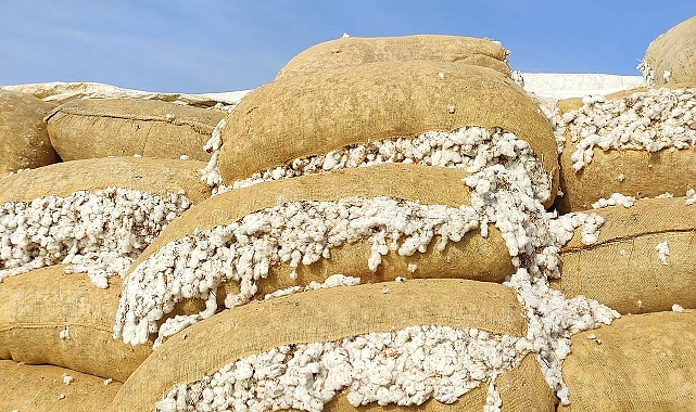 Şanlıurfa ve İzmir'de pamuk fiyatları kaç TL'den satıldı?