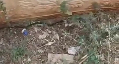 Şehrin göbeğinde yılan paniği!