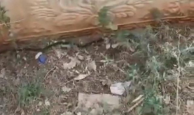 Şehrin göbeğinde yılan paniği!