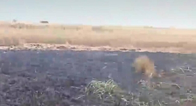 Siverek'te ekili arazide yangın!