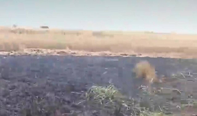 Siverek'te ekili arazide yangın!