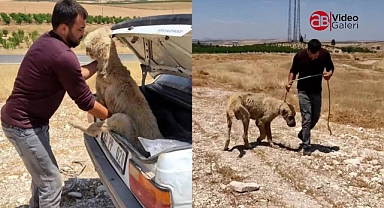Sokağa atılan yaralı köpeğe Başkan Kılıç sahip çıktı