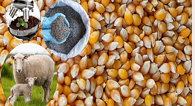 Tarımsal destek ödemeleri çiftçilerin hesaplarına aktarılıyor!