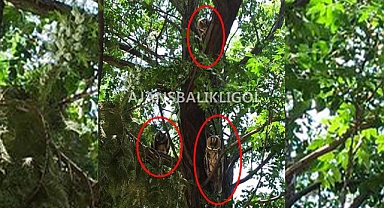 Urfa'da 3 kulaklı Orman Baykuşu bir karede görüntülendi