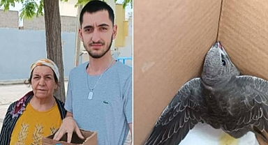 Urfa’da bitkin halde bulunan Ebabil doğaya salınacak