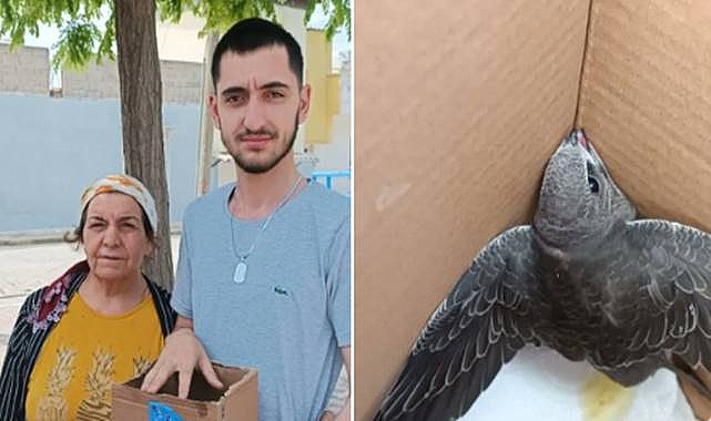 Urfa’da bitkin halde bulunan Ebabil doğaya salınacak