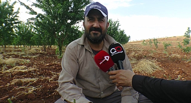 Urfa'da fıstık aşılama sezonu devam ediyor
