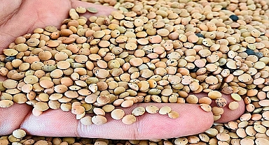 Urfa’da hububat ve bakliyat fiyatları açıklandı! Mercimek kaç liradan satıldı?