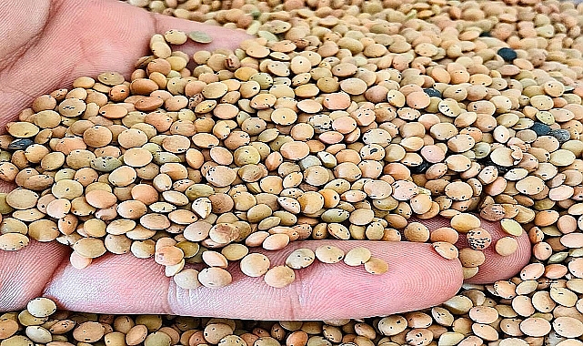 Urfa’da hububat ve bakliyat fiyatları açıklandı! Mercimek kaç liradan satıldı?