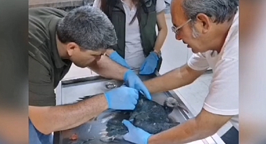 Yaralı Kelaynak yavrusu tedavi altına alındı 