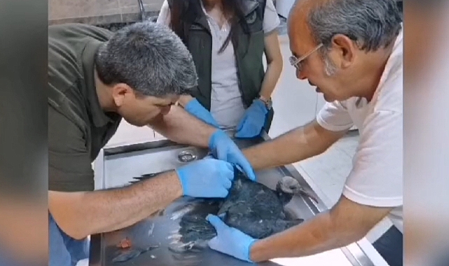 Yaralı Kelaynak yavrusu tedavi altına alındı