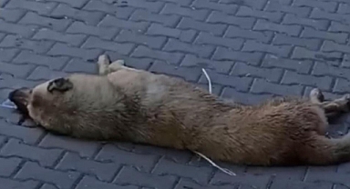 Ağzından salya ve köpük akan köpek paniğe neden oldu