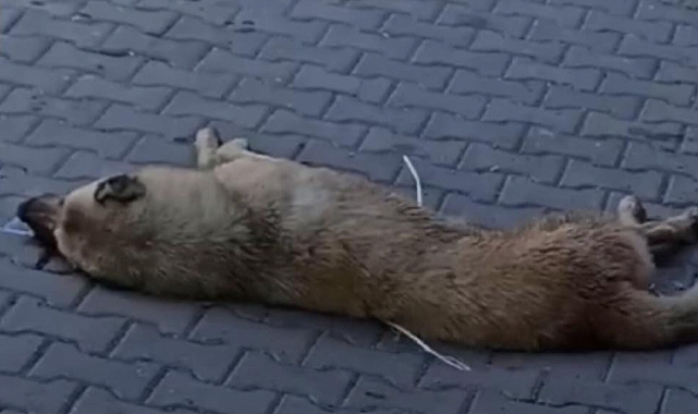 Ağzından salya ve köpük akan köpek paniğe neden oldu