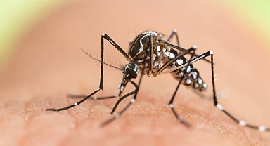Asya Kaplan Sivrisineği nedir, neden tehlikelidir?