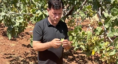 Bozova Ziraat Odası Başkanı'ndan Fıstık açıklaması!