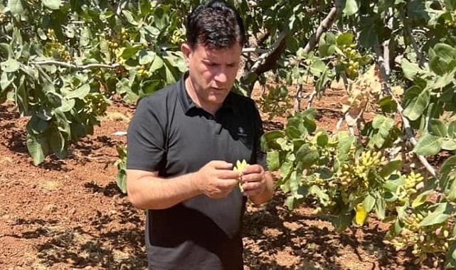 Bozova Ziraat Odası Başkanı'ndan Fıstık açıklaması!