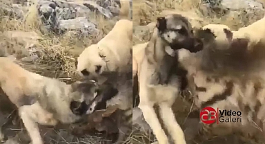 Çizgili Sırtlanı kangal köpeklerine boğdurttu!