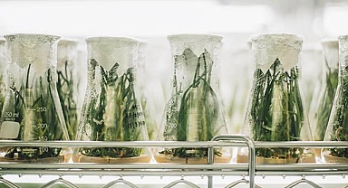 CRISPR düzenlenmiş yeşiller: Yeni bir trend mi?