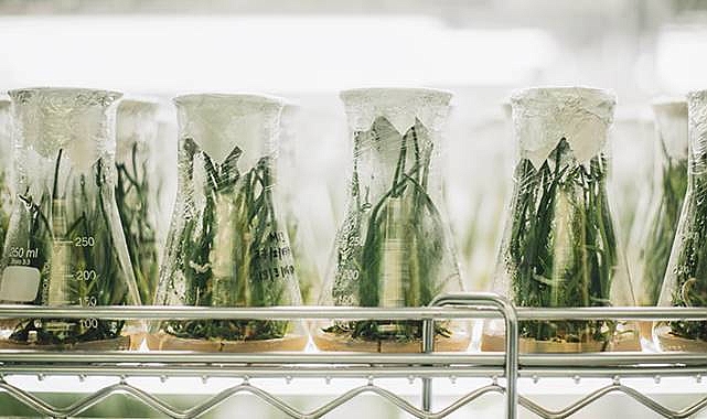 CRISPR düzenlenmiş yeşiller: Yeni bir trend mi?