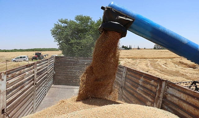 Hububat ve bakliyat fiyatları güncellendi! Buğday kaç liradan satıldı?