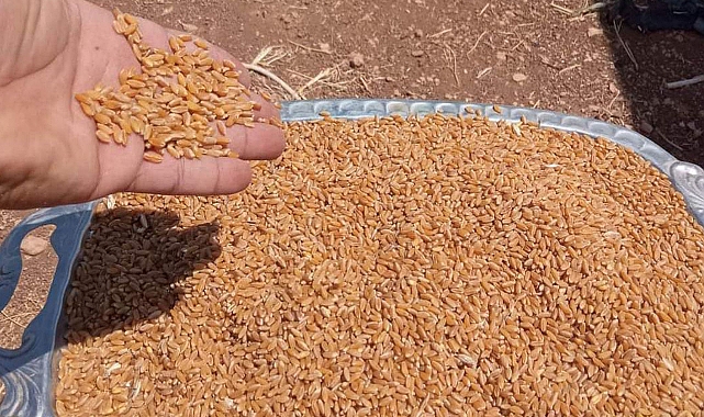 Hububat ve bakliyatta son durum! Buğday kaç TL oldu?