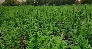 Milyonlarca kök kenevir bitkisi ele geçirildi