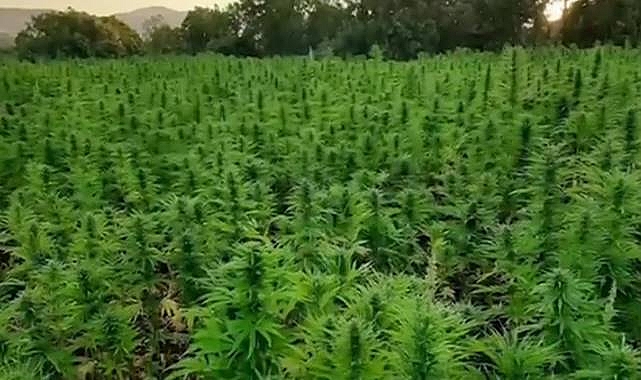 Milyonlarca kök kenevir bitkisi ele geçirildi