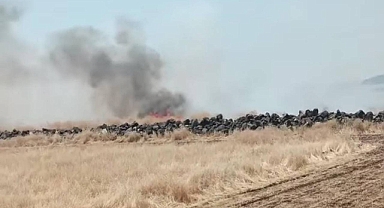 Şanlıurfa’da merayı ateşe verip kaçtılar