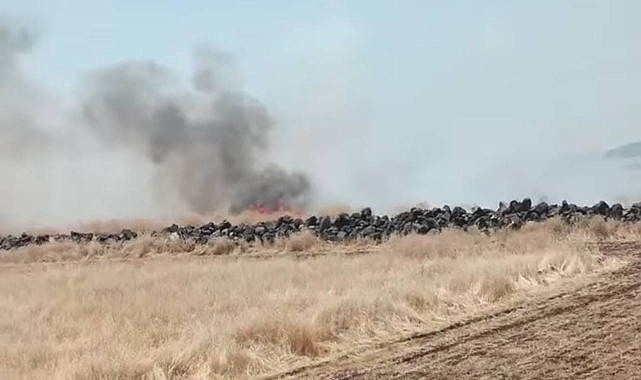 Şanlıurfa’da merayı ateşe verip kaçtılar