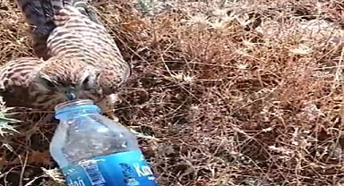 Susuz ve bitkin düşmüş halde bulunan Kerkenez kuşu doğaya salındı