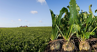 Tarımsal destek ödemeleri hesaplara aktarılıyor!