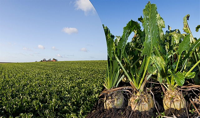 Tarımsal destek ödemeleri hesaplara aktarılıyor!