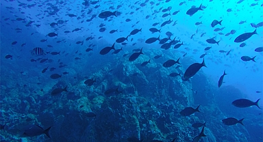 Türkiye’nin deniz ve tatlı su balıkları “Kırmızı Liste” ile korunacak