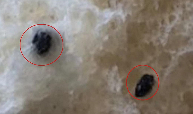 Urfa’da mide bulandıran olay! Ekmekten bakın ne çıktı?