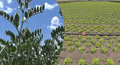 3 yılda 4,5 milyon dekar atıl arazi üretime kazandırıldı