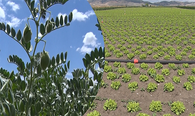 3 yılda 4,5 milyon dekar atıl arazi üretime kazandırıldı