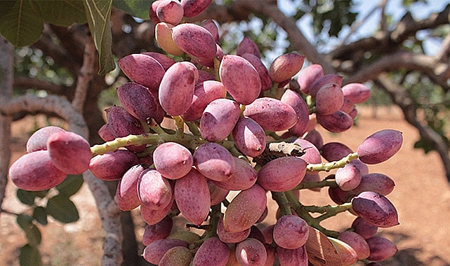 Antep Fıstığı'nda yükseliş başladı! İşte yeni fiyat