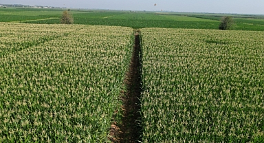 Büyükşehir, mısırda istenilen kaliteye ulaştı 