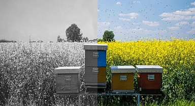 Küresel iklim değişikliğinin arıcılık üzerindeki etkileri mercek altına alındı