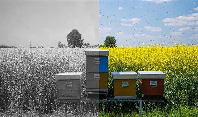 Küresel iklim değişikliğinin arıcılık üzerindeki etkileri mercek altına alındı