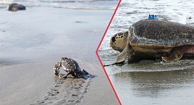 Nesli tükenme tehlikesi altında olan kaplumbağalar için hareket geçildi