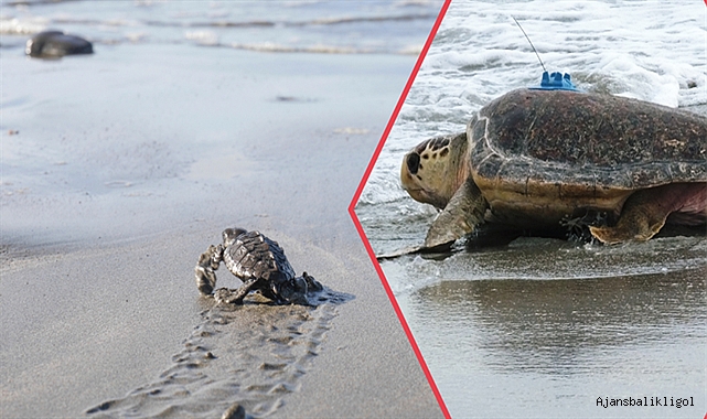 Nesli tükenme tehlikesi altında olan kaplumbağalar için hareket geçildi