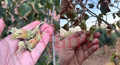 Şanlıurfa’da fındık yetiştirdi