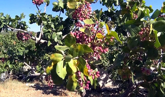 Şanlıurfa'da fıstık fiyatı açıklandı!