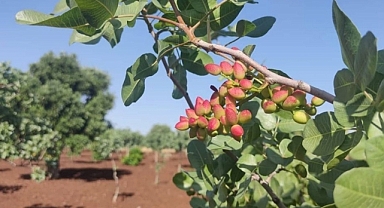 Şanlıurfa'da fıstık fiyatları belli oldu