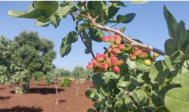 Şanlıurfa'da fıstık fiyatları belli oldu