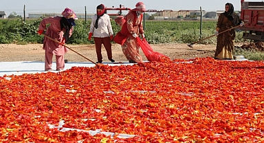 Şanlıurfa’da isot hasadı başladı